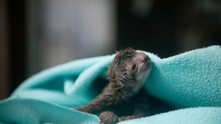 Pregnant Sloth Gets a C-Section, A First For Her Species